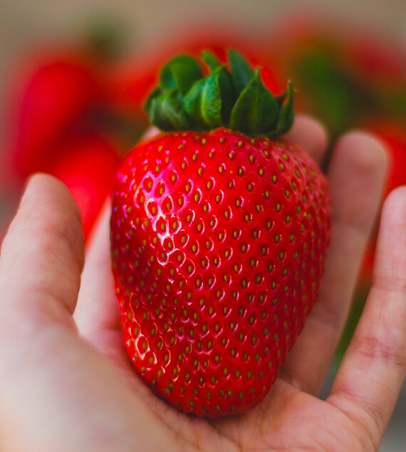 Fast Growing Strawberry Non GMO Heirloom Easy Germination grow Etsy