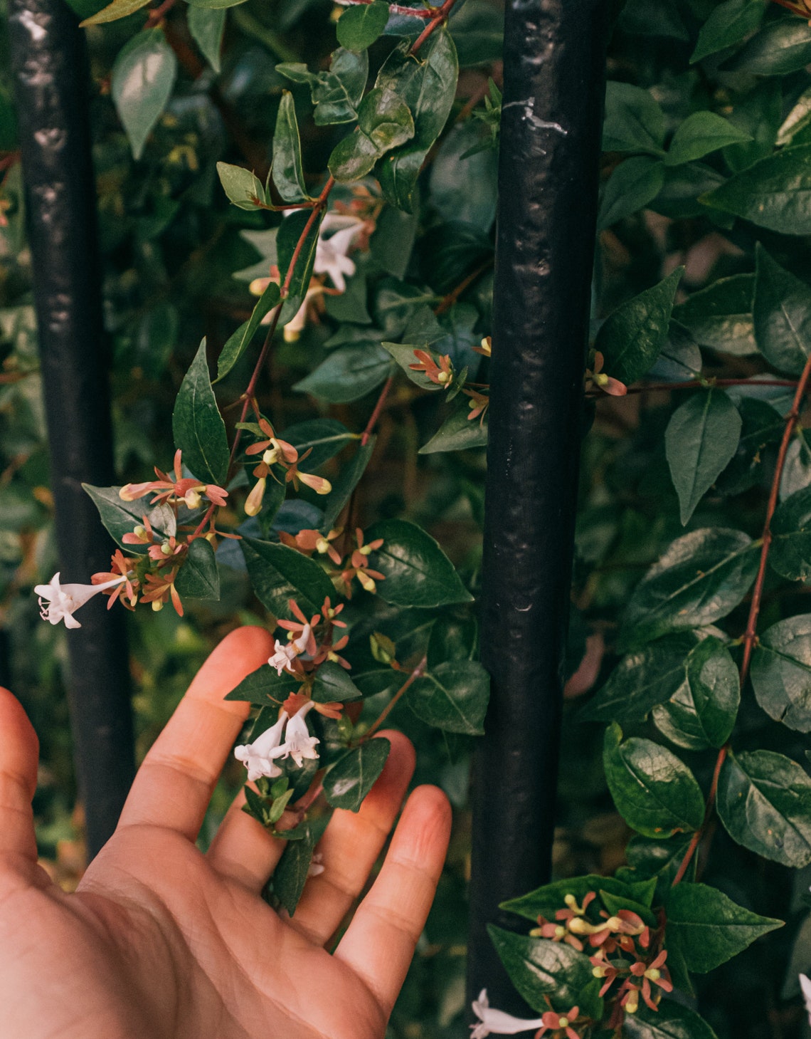 Night Blooming Jasmine Plant Seeds Fresh Fragrant Rare Easy To Etsy