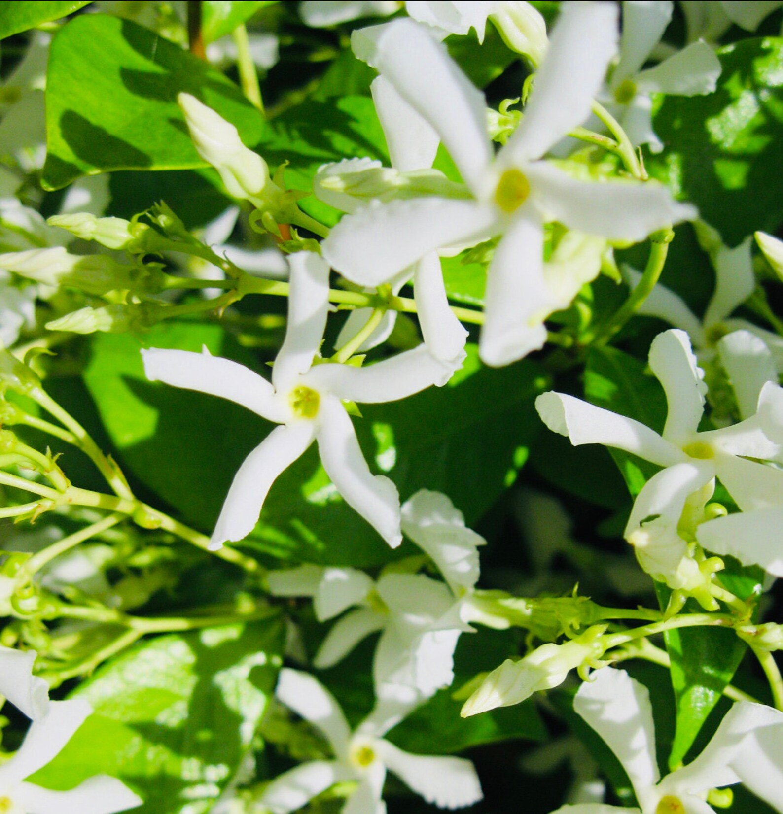 Night blooming jasmine love plant SPECIAL super fragrant Etsy
