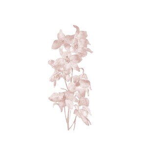 May include: A watercolor painting of a bouquet of delicate, blush-colored flowers with a soft, faded appearance.