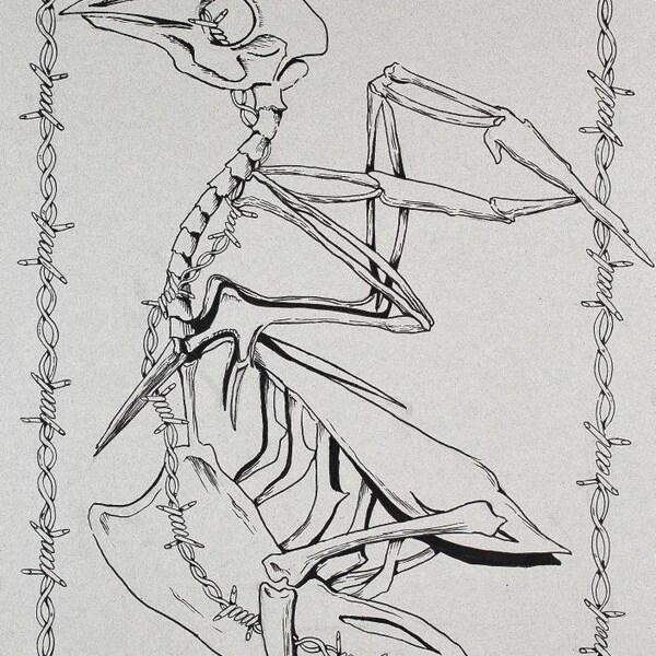 bird skeleton