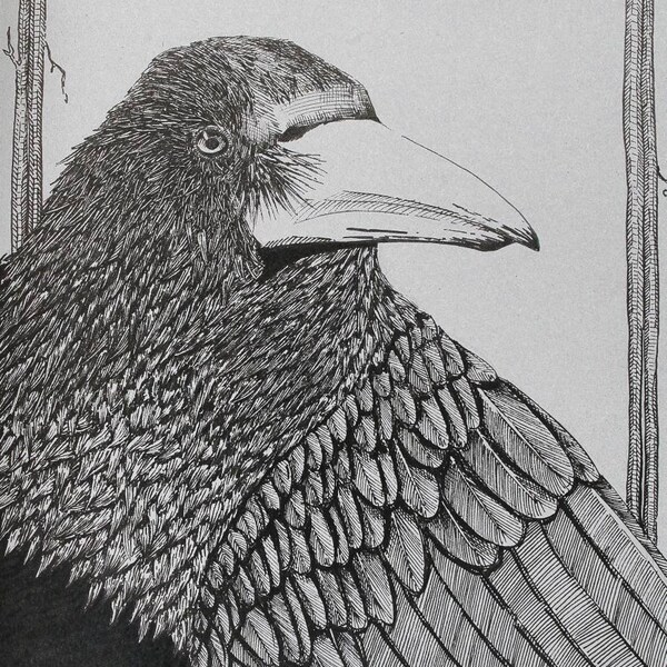 Nice raven drawing