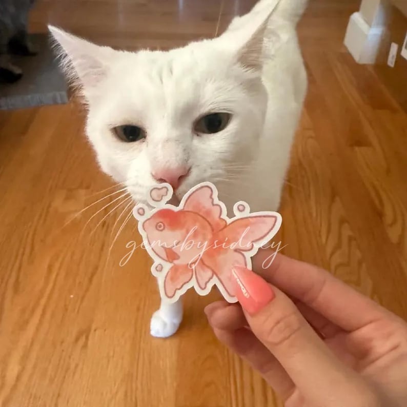 K&ouml;nnte beinhalten: Eine wei&szlig;e Katze mit rosa Nase und schwarzen Augen betrachtet einen Fischaufkleber. Der Aufkleber ist orange und rosa mit dem kursiven Text "gemsbysidney". Der Aufkleber wird von einer Person mit rosa Nagellack gehalten.
