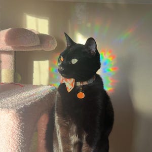 May include: A black cat wearing a floral bow tie and a collar with a round tag sits on a green and pink cat tree. The cat is looking to the left of the frame. A rainbow prism effect is visible in the background.