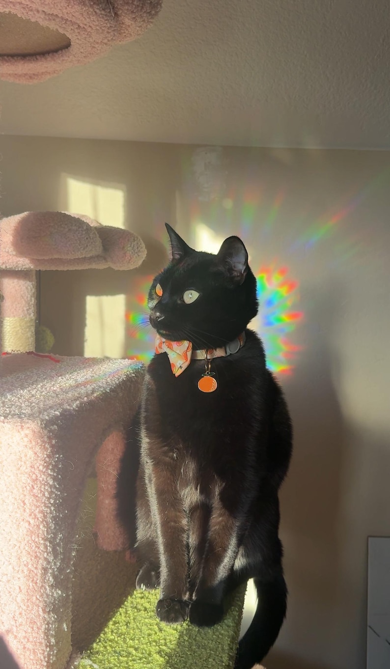 May include: A black cat wearing a floral bow tie and a collar with a round tag sits on a green and pink cat tree. The cat is looking to the left of the frame. A rainbow prism effect is visible in the background.