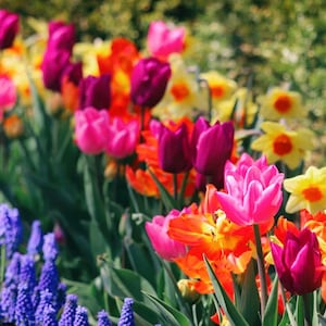 May include: A vibrant garden bed filled with colorful spring flowers. Pink, purple, and orange tulips bloom alongside yellow daffodils and blue grape hyacinths. The flowers are in full bloom, creating a cheerful and lively scene.