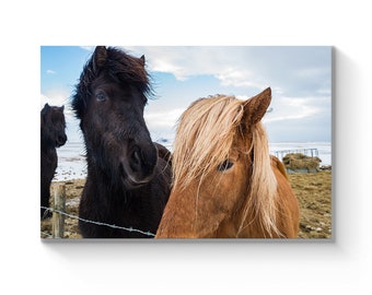 Iceland Smiling Icelandic Horses Photography Wall Art Landscape Nature Photo Print Artwork Decor Framed Gift