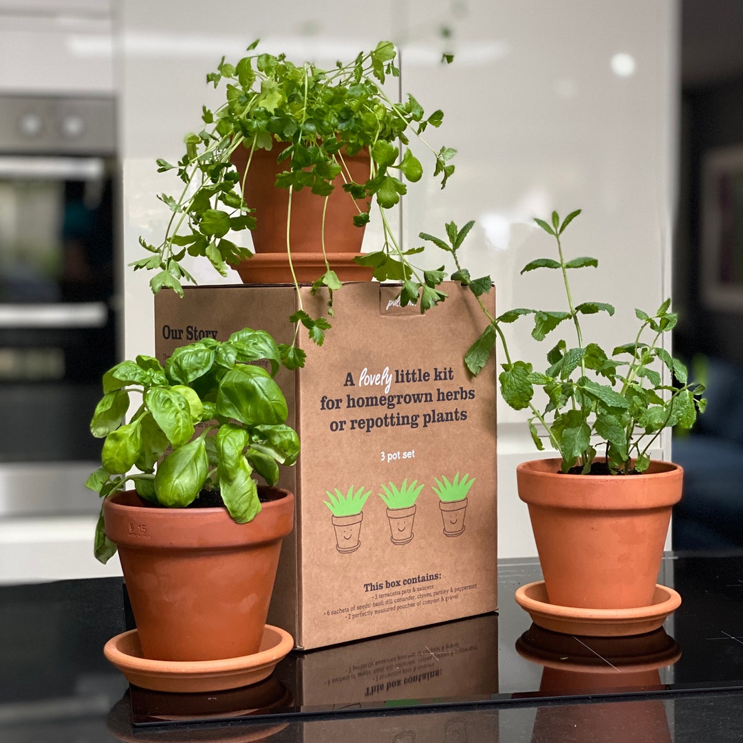 Grow Your Own Herbs Kit Terracotta Herb Garden Includes 3 Pots, 3 ...