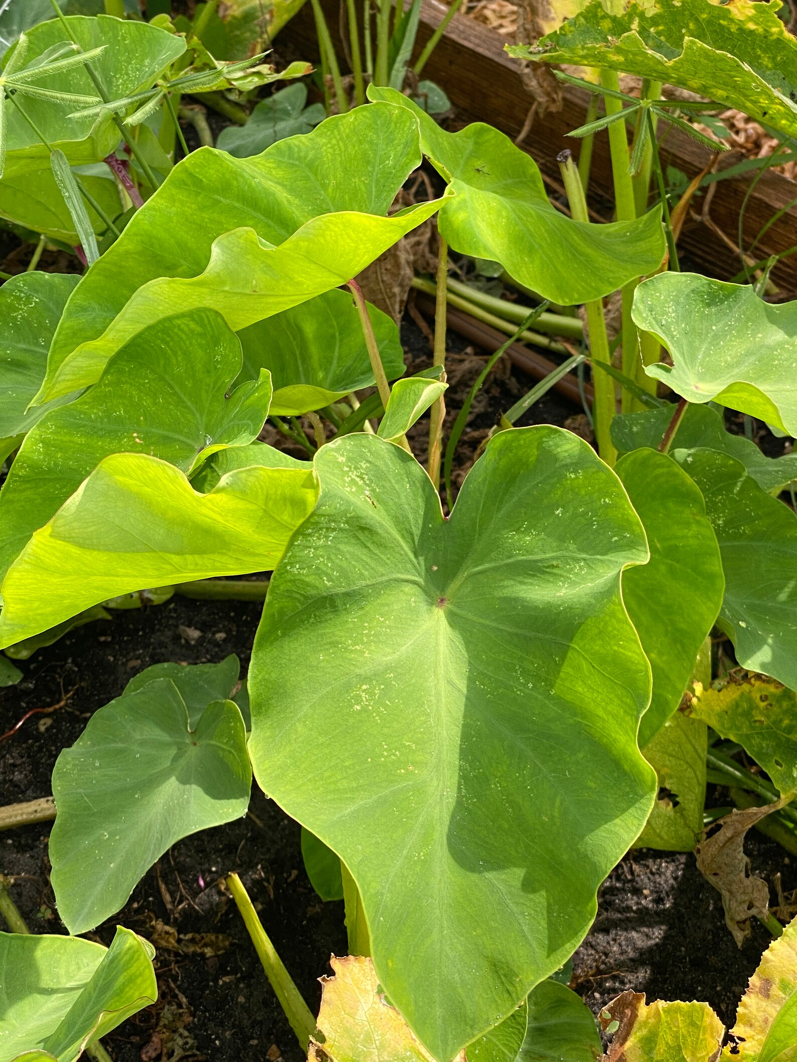 1lb Taro Leaves for cooking | Etsy