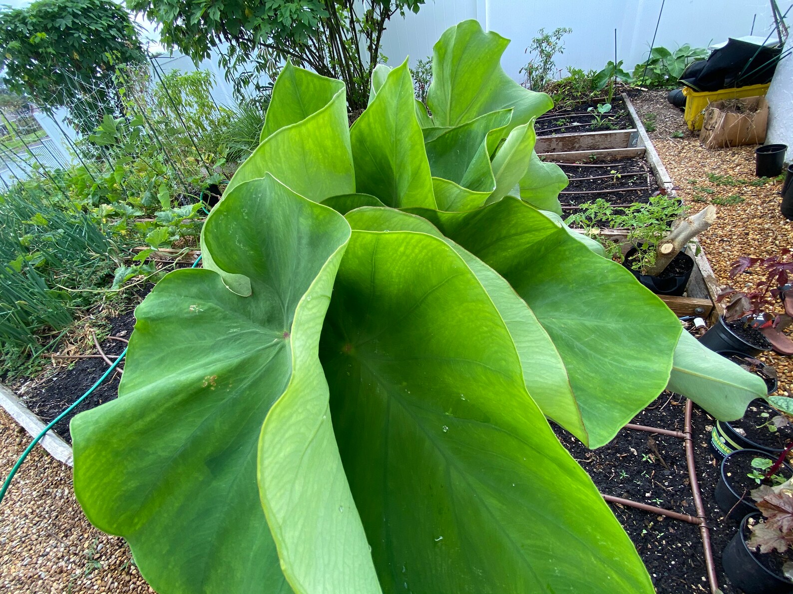 1lb Taro Leaves for cooking Etsy