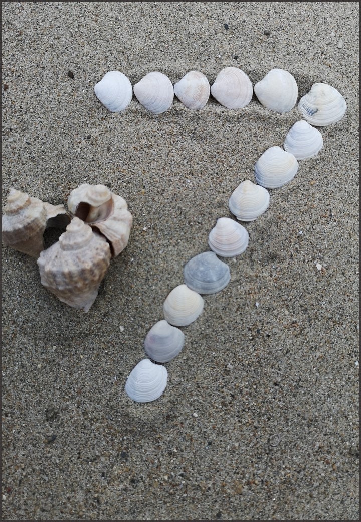 SEA SHELLS Number Cards - Etsy