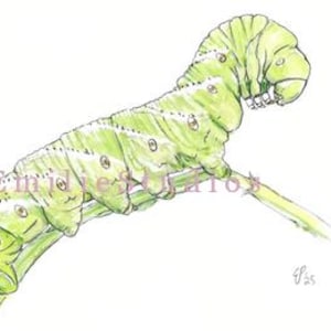 Manduca Sexta Raupe |Hawk Moth | Sphinx Motte Aquarell Druck