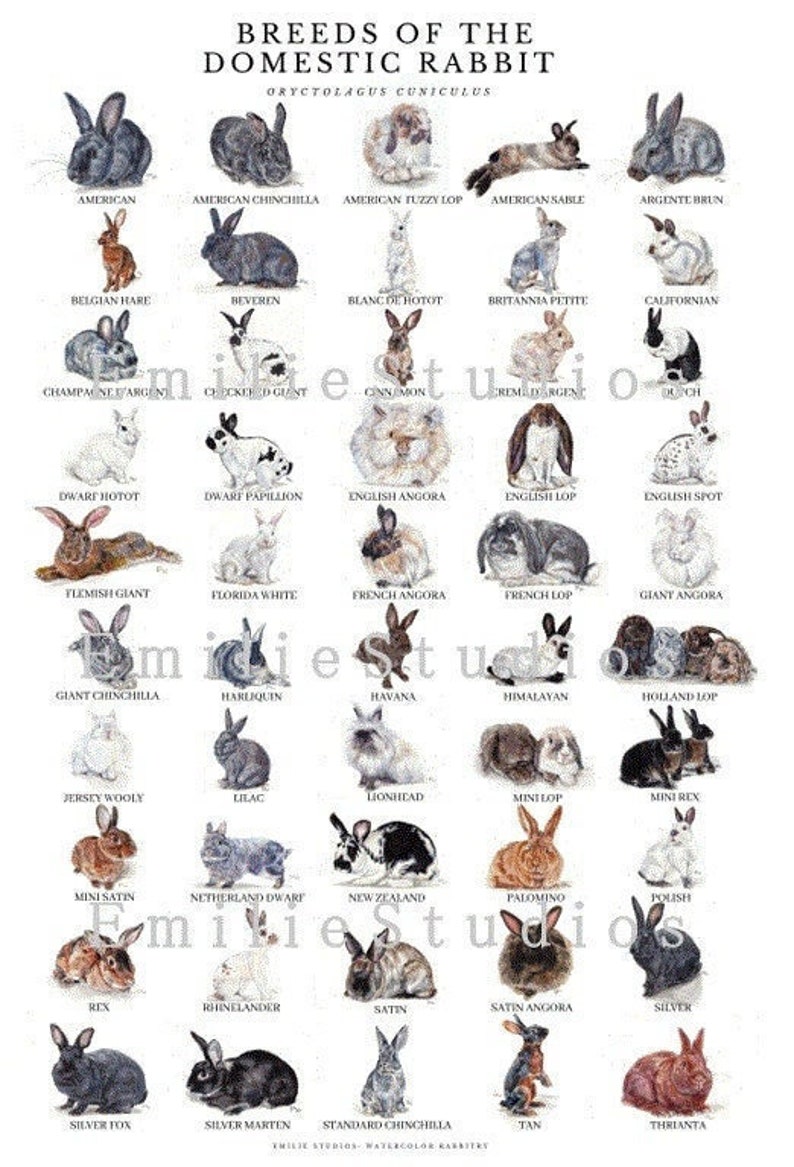 Affiche des races de lapins Etsy France