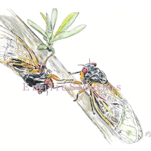 Cicadas Watercolor Print