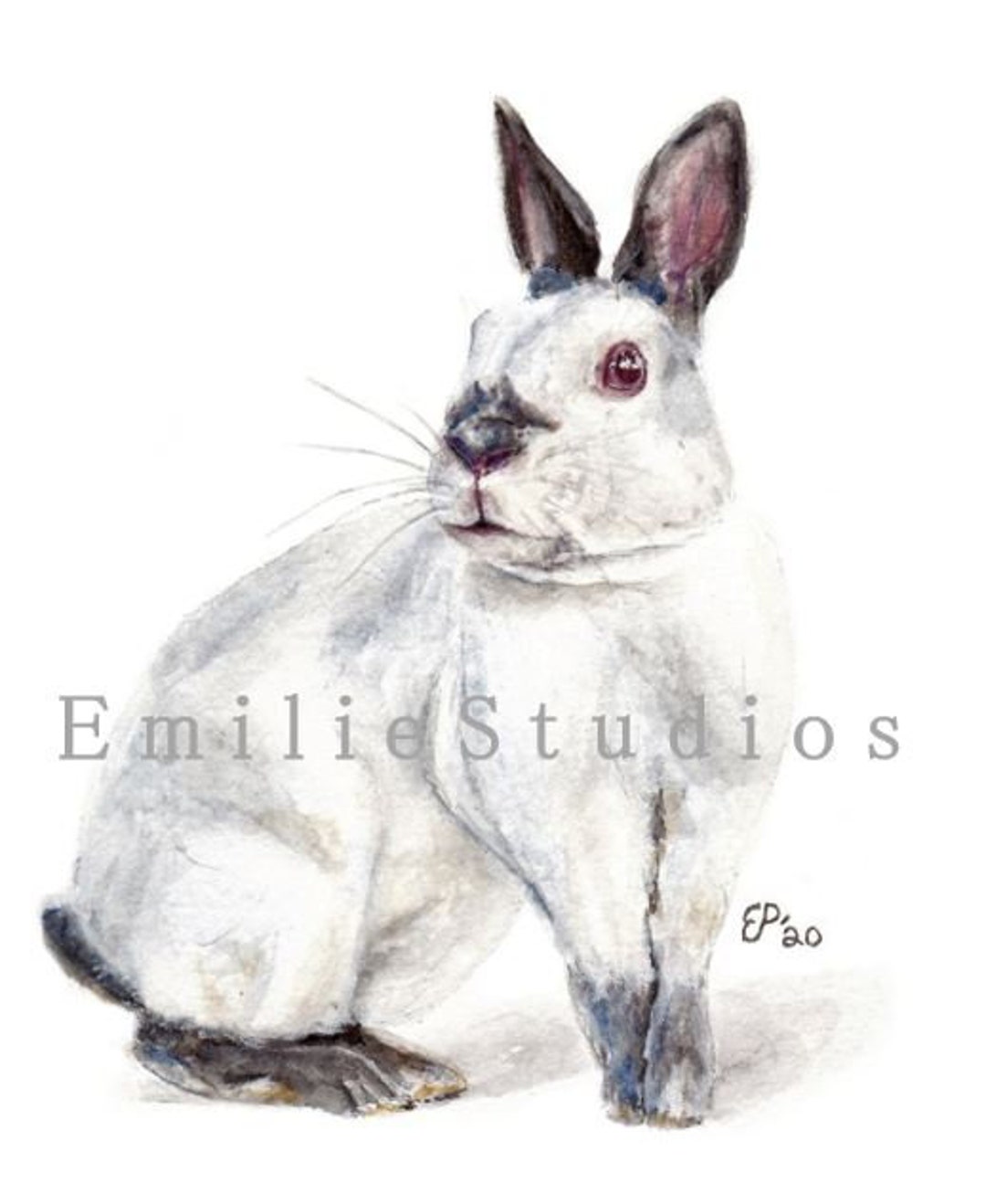Polish Rabbit Watercolor Print - Etsy