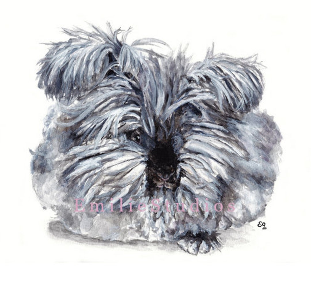 English Angora Black Rabbit Watercolor Print - Etsy
