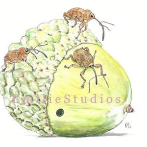 Acorn Rüsselkäfer Aquarell Druck