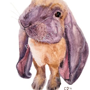 English Lop Rabbit Watercolor Print