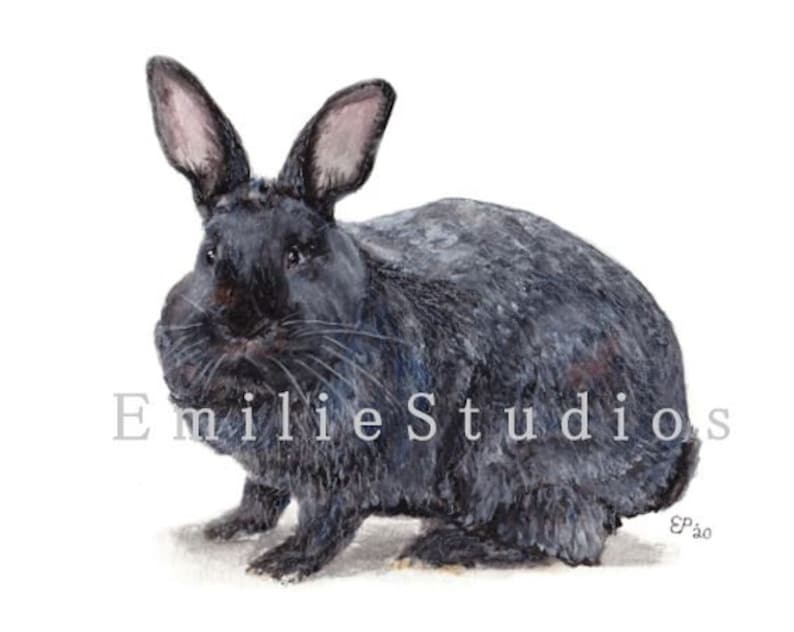 Silver Fox Rabbit Watercolor Print