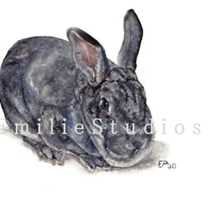 American Chinchilla Rabbit watercolor Print