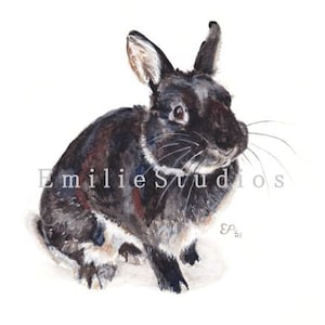 Netherland Dwarf, Black Otter Watercolor Print