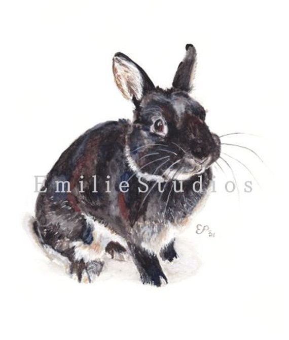 Netherland Dwarf, Black Otter Watercolor Print