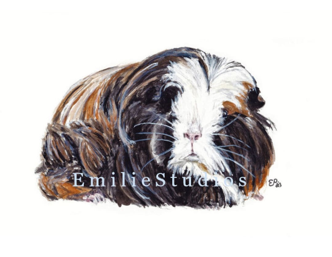 Coronet Cavy Coronet Guinea Pig Watercolor Art Print - Etsy
