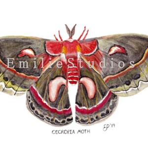 Cecropia Motte Aquarell Druck