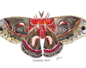 Cecropia Moth and Moon Fine Art Print of Watercolor Painting - Etsy