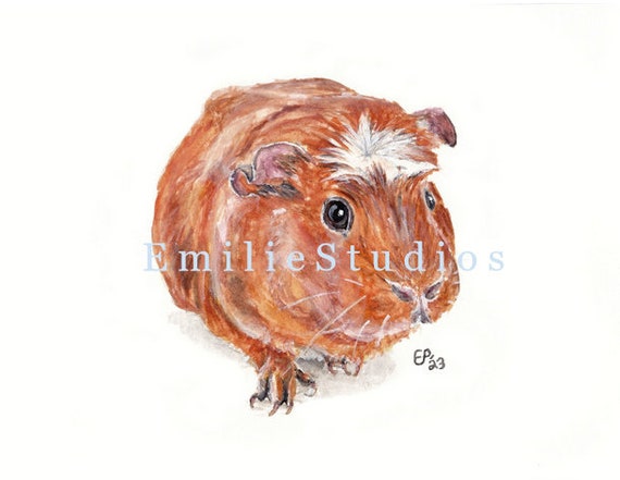 White crested guinea best sale pig