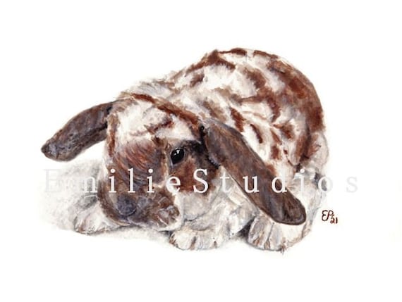 Mini Plush Lop Rabbit Mini Dwarf Bunnies For Sale Mini Plush Lop