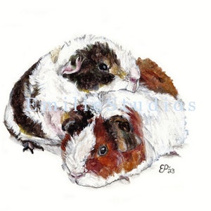 Stampa artistica acquerello di Teddy Cavies / Teddy Guinea Pigs