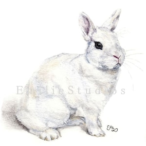Dwarf Hotot Rabbit Watercolor Print