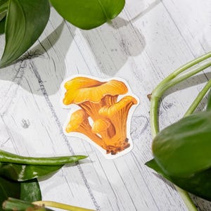 Chanterelle mushroom handrawn vinyl sticker decal for laptop or water bottle