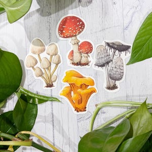 Mushroom vinyl stickers decals for laptop or water bottle