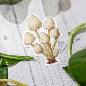 Mushroom handrawn vinyl sticker decal for laptop or water bottle