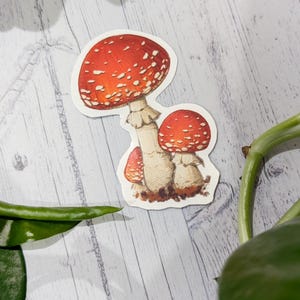 Fly Agaric mushroom handrawn vinyl sticker decal for laptop or water bottle
