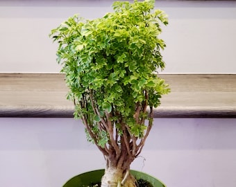 1 ft tall -Aralia Ming Gold Bonsai, Aralia Parsley- Stunning variegated bonsai tree