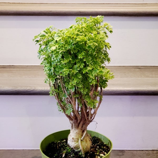 Large Snowflake Parsley Ming Tree Etsy