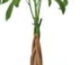 4 inch potted -8-12 inches tall Money Tree-Pachira Aquatica Money Tree - Good Luck Plant -Indoor office plant- Air purifier