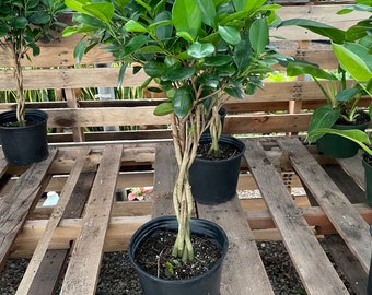 2ft braided  -Ficus Moclame   Ships in growers pot