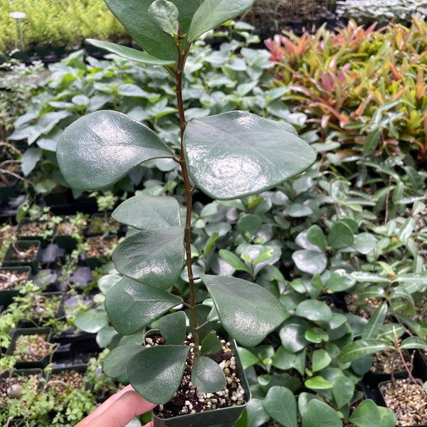 6 inch  tall Ficus Triangularis in 4 inch  pot-similar to picture not exact- plant sizes are seasonal and vary weekly.