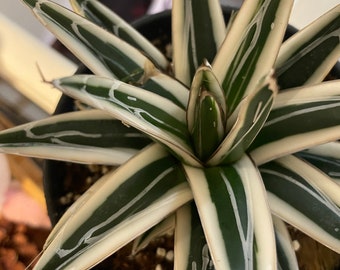 Rare white rhino agave -similar to photo not exact