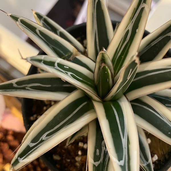 Rare white rhino agave -similar to photo not exact