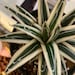 see more listings in the Succulent section