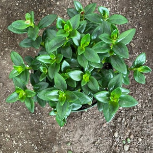 Nematanthus Crassifolius Bijou Rare Goldfish Plant-Ship in 6 Pot Indoor or outdoor Great for mounts epiphyte image 2