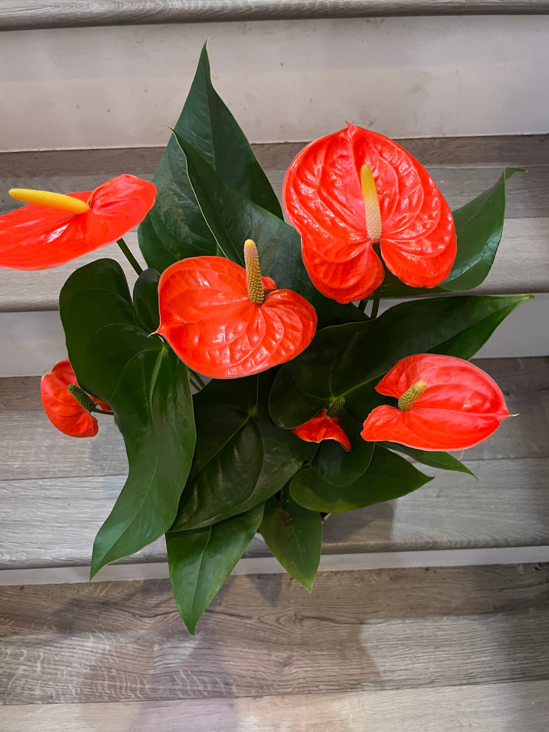 XL 1ft Tall -6 Inch Pot - Neon Orange Anthurium Easy Care, Air