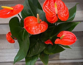 XL 1ft  tall -6 inch pot - Neon Orange Anthurium easy care, air purifier-large leaves , large blooms-Anthurium Nebraska- 1 week process time