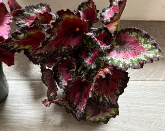Starter Bundle - Begonia Rex -4 Inch Potted Live Plant -3