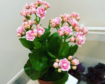 4 inch Live potted -light pink Kalanchoe calandiva - double blooms-rare bicolor white and pink - newest color as of 9/11/2022